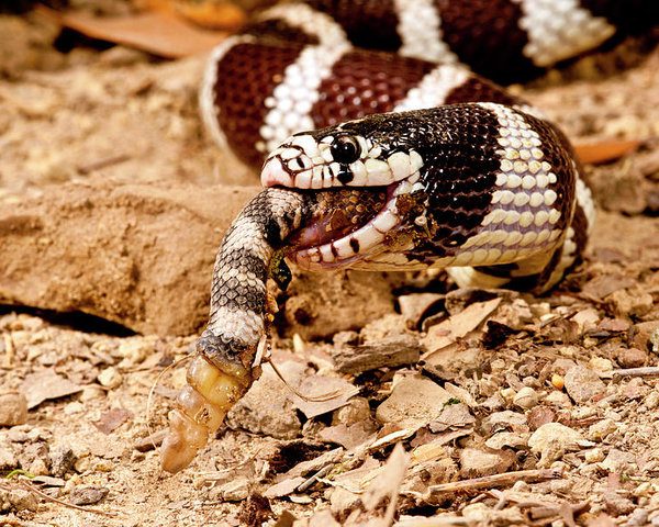 Competencia Y Depredacion En Reptiles Engranaje De La Ecologia Asociacion Veterinaria De Reptiles Y Anfibios